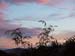 Bamboo Sunset 