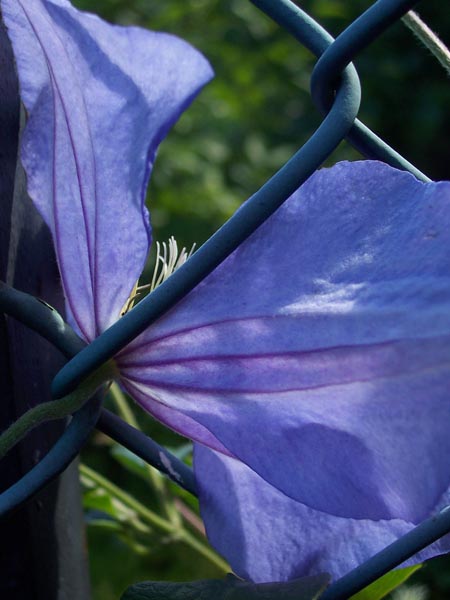 Clematis