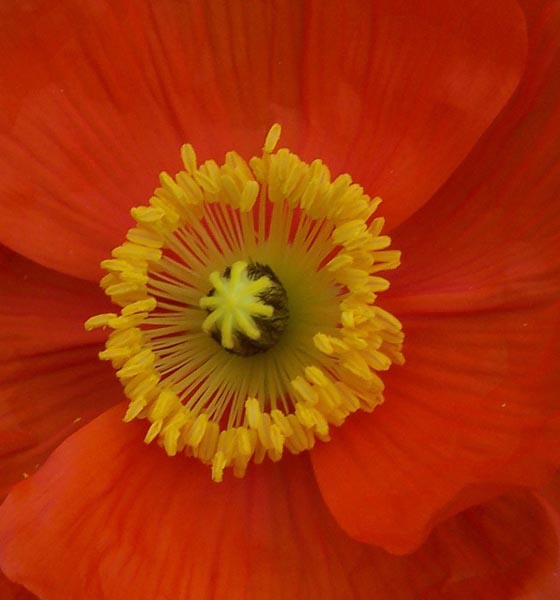 Poppy