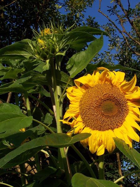 sunflower